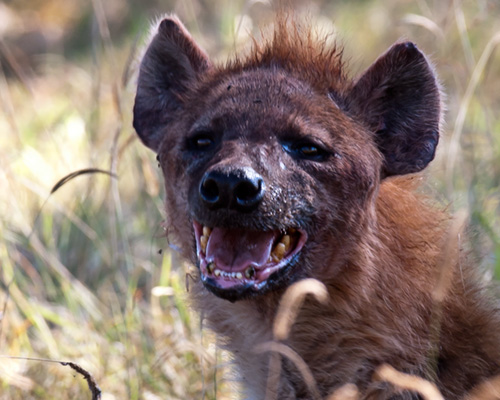 lake nakuru hyena