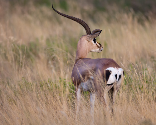 impala kenya photographic safari africa