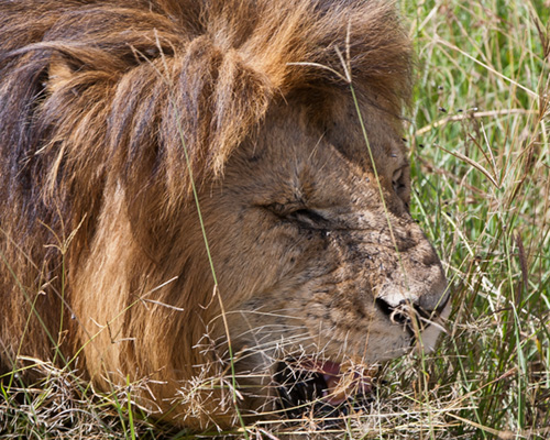 lions masai mara pictures