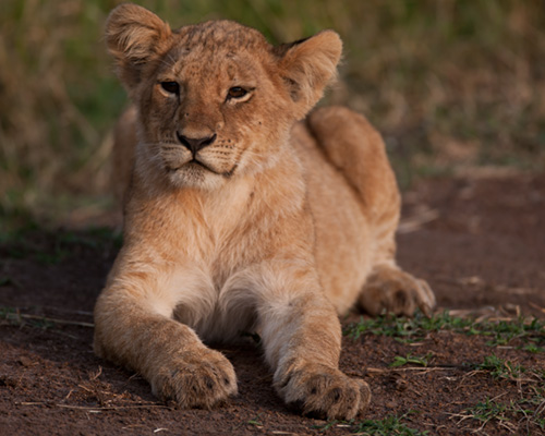 lion cub masai mara