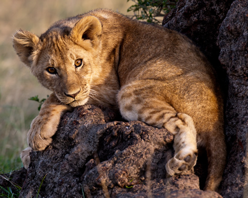 lions kenya safari africa
