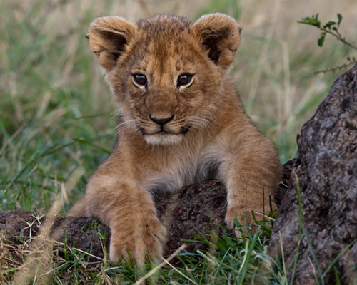 masai mara lion cubs safari kenya