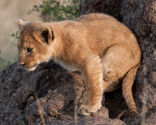 lion pounces africa safari