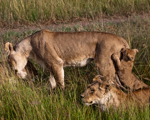 lion attack masai mara