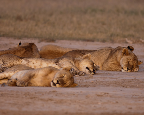 lions amboseli national park