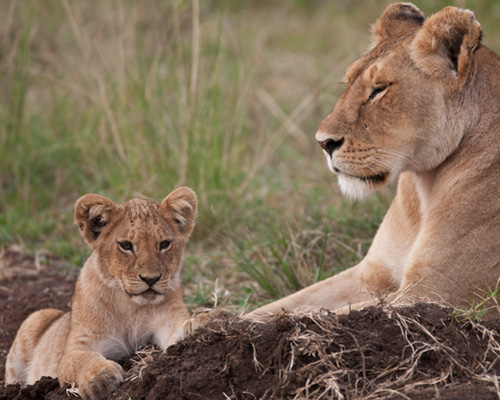 safari kenya lions