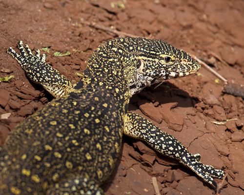 monitor lizard tsavo west national park kenya