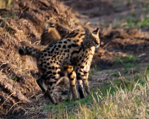 sereval wildcat masai mara