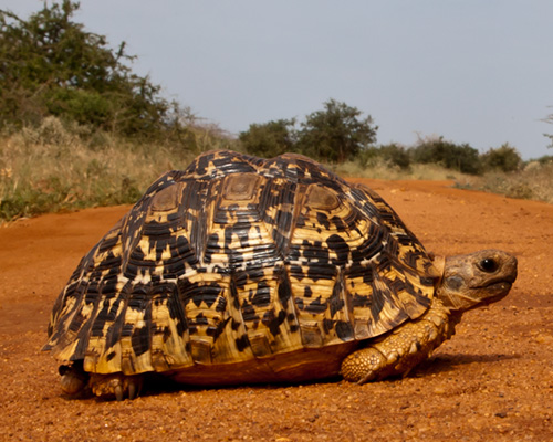 leopard tortoise tsavo kenya