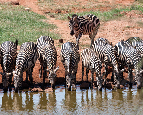 zebra tsavo west national park kenys