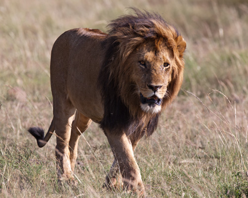 masai mara lion pictures
