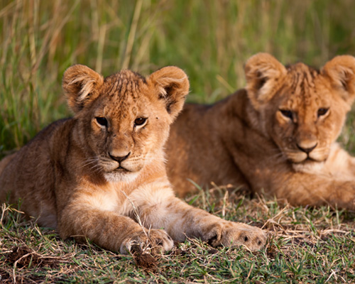 masai mara lion cubs