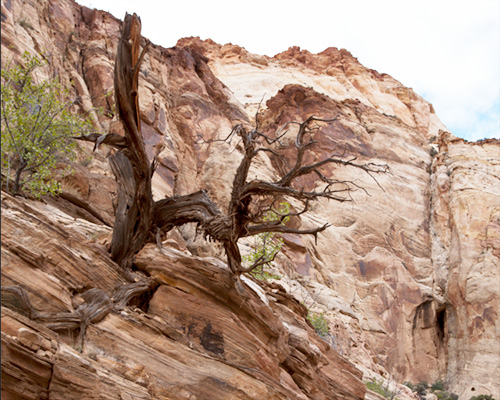 capitol reef pictures