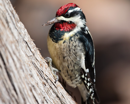 woodpecker grand canyon