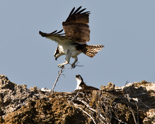 mono lake ospreys