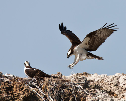 mono lake osprey birdlife