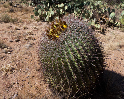 saguaro cactus state park