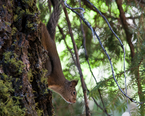 squirrel sequioa national park
