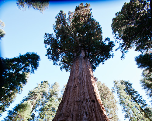 sequoia tree top