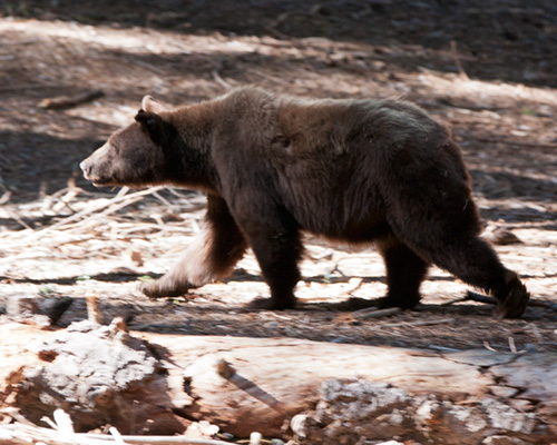 grizzly bear sequoia