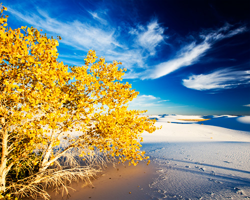 white sands yellow trees